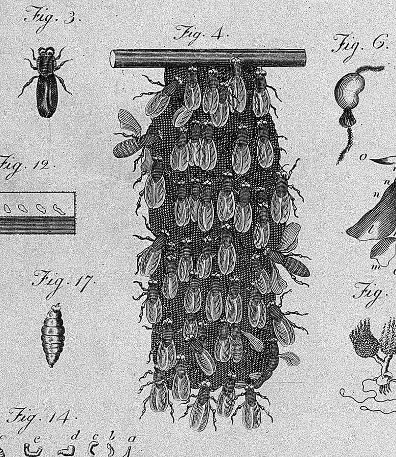Gravura antiga de um enxame de abelhas agarrado a um galho, todas juntas numa só massa