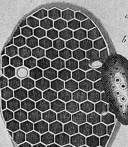 Gravura antiga de um favo de mel visto de frente